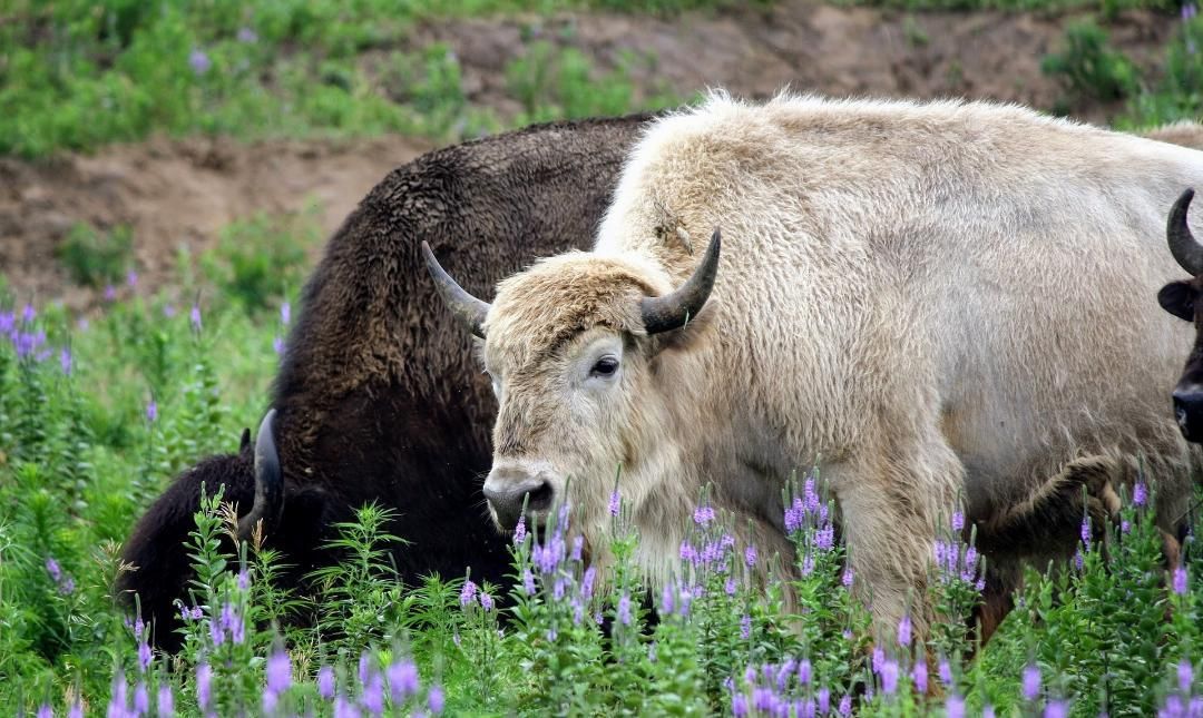 Jour 2 Sous Le Signe Du Bison Blanc Oracle D Abondance Jour 2 Sous Le Signe Du Bison Blanc Oracle D Abondance