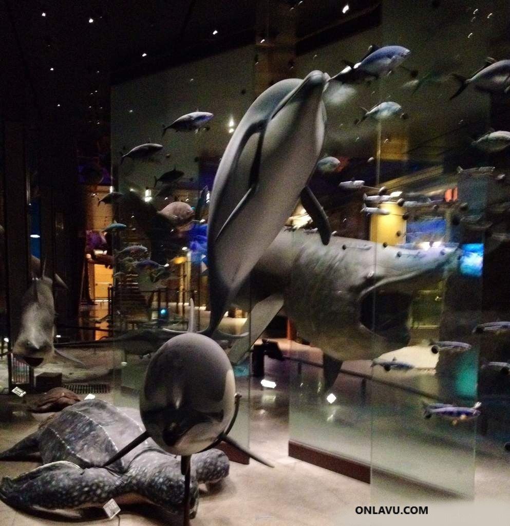 ONLAVU -Grande Galerie de l'Evolution au Muséum d'Histoire Naturelle