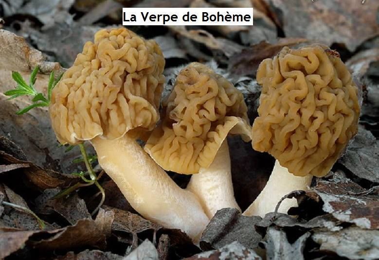 Verpe de Bohème