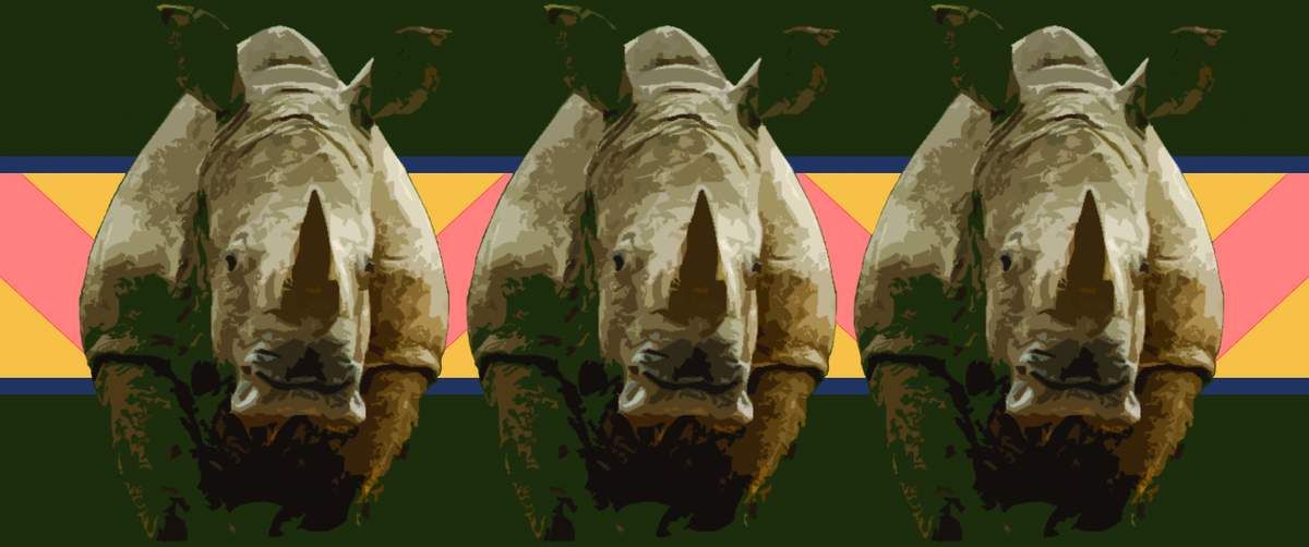 Rhino Info Medias