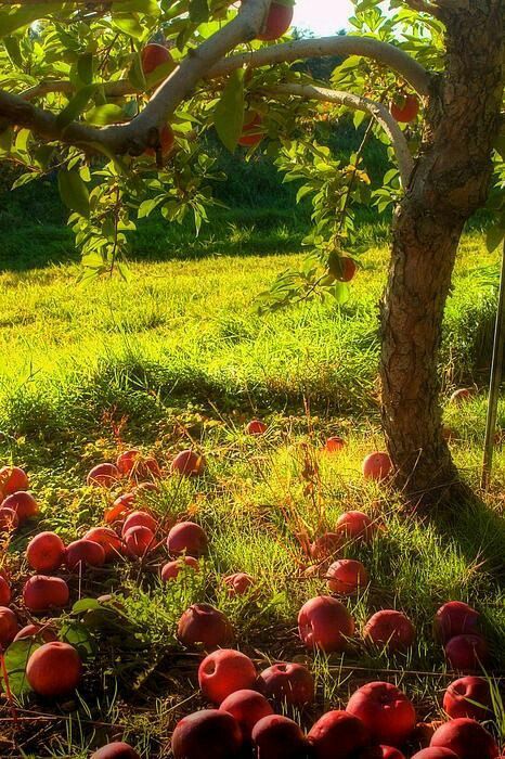 septembre, automne, pomme, fruit, amour, Mimi Turquoise, poésie