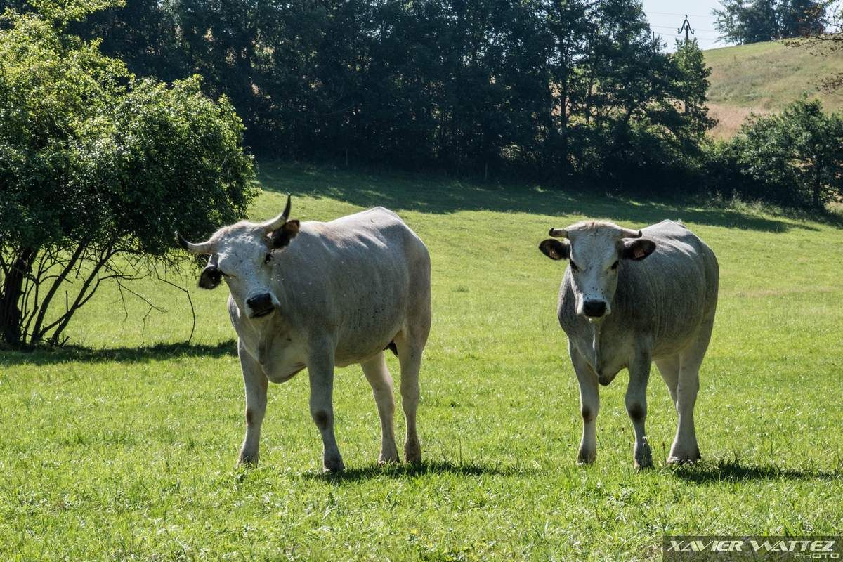 Un samedi à Cassagne