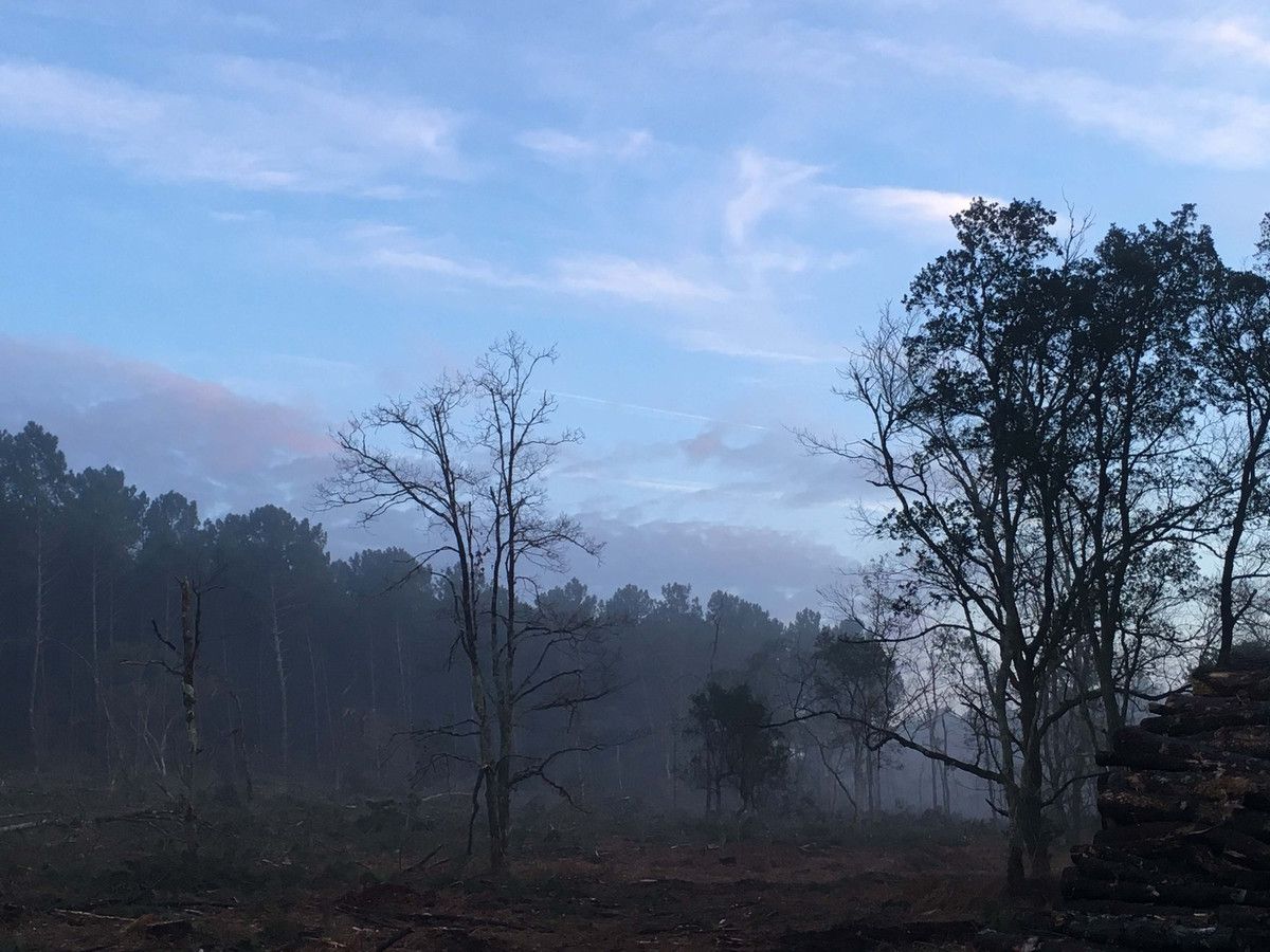 Brume de chaleur en forêt 