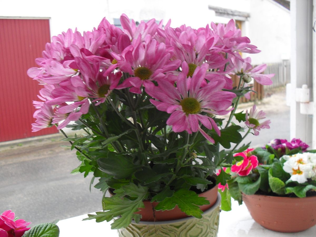 Une Petite Fleure Toute Simple Une Rose Ma Dit