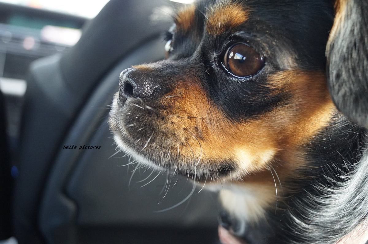 joy petite chienne croisée cavalier king charles / jack russel , arrivée chez nous en 2014, un vrai bonheur, de joie , de vivacité et de fidelité car elle est hyper fidèle et sa famille c'est tout pour elle :-)