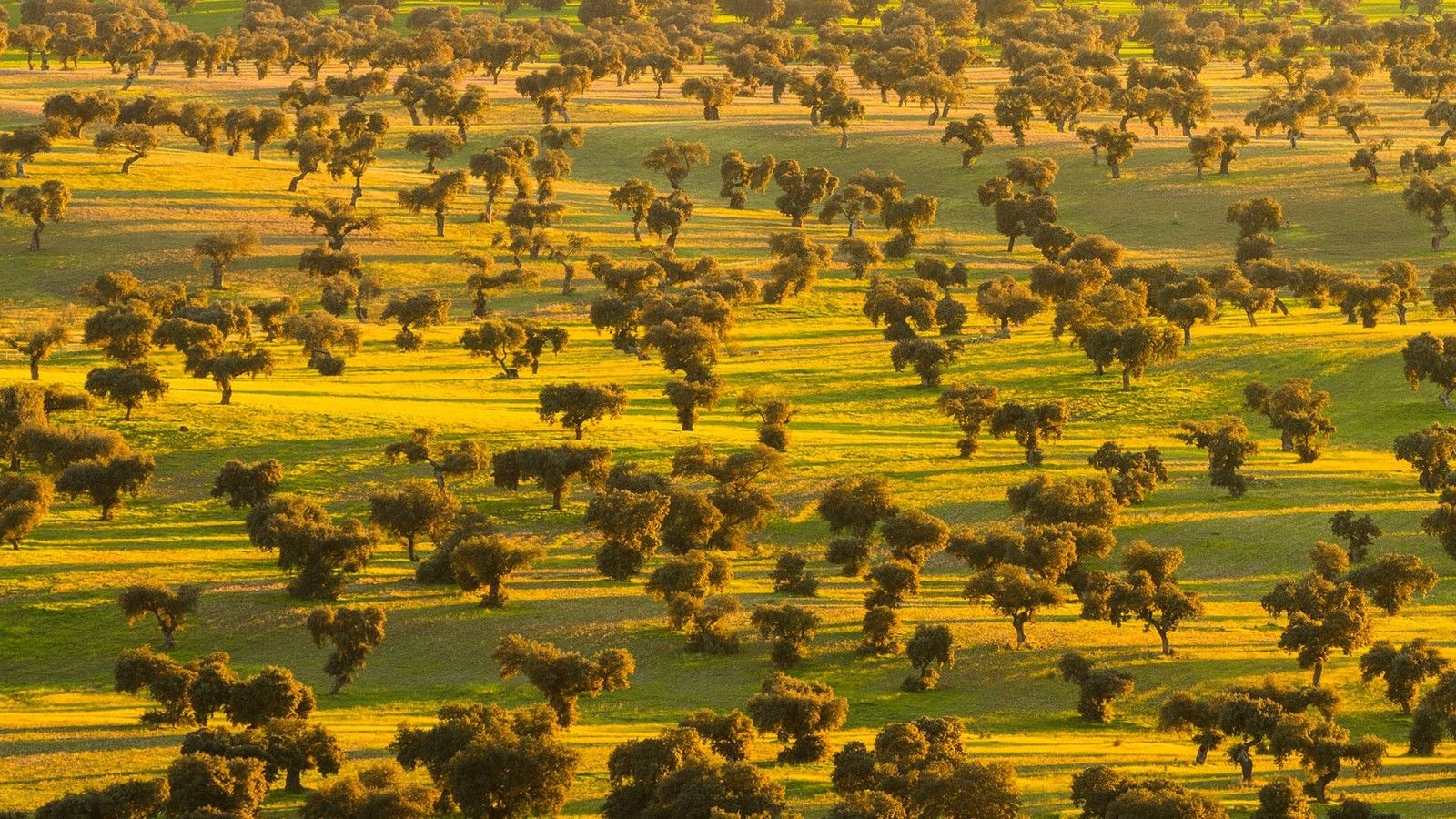 La DEHESA permet de conserver les arbres La nature intelligente