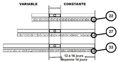 cycle long - cycle irrégulier - phase lutéale 14 jours