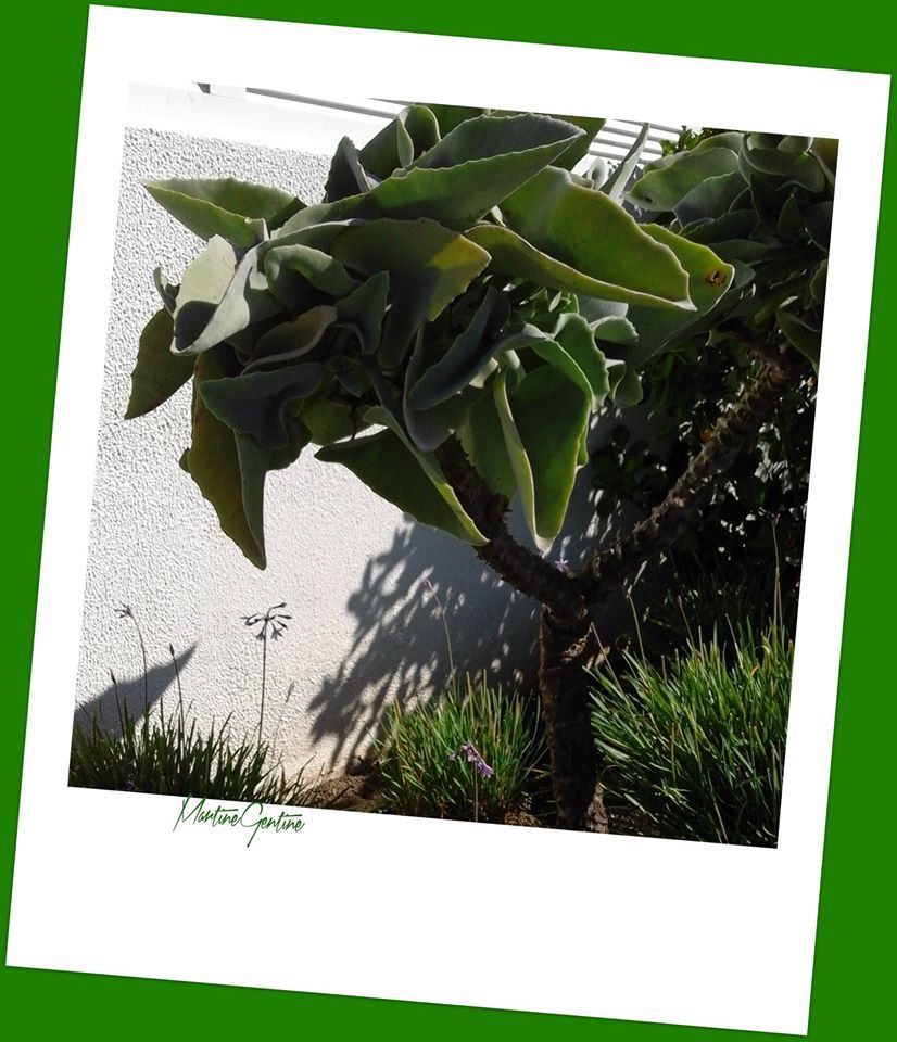 LES PLANTES GRASSES AU PORTUGAL - La Grande Bibliothèque d'Algarve