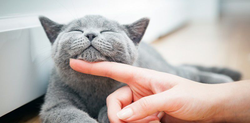 6 Hal Gila Yang Sering Dilakukan Oleh Pecinta Kucing