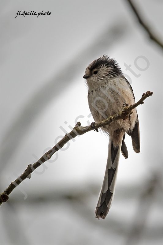 La Mésange A Tete Noire Jldeclicphoto