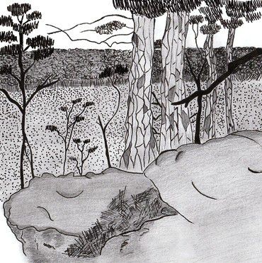 illustration forêt