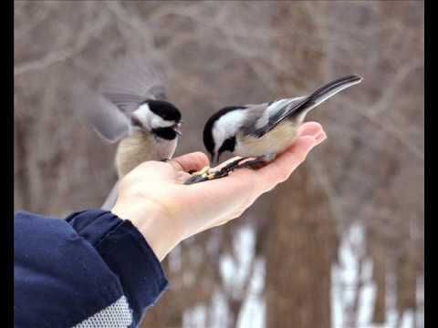 Oiseaux Du Québec Quizz La Petite Quebecoiseover Blogcom