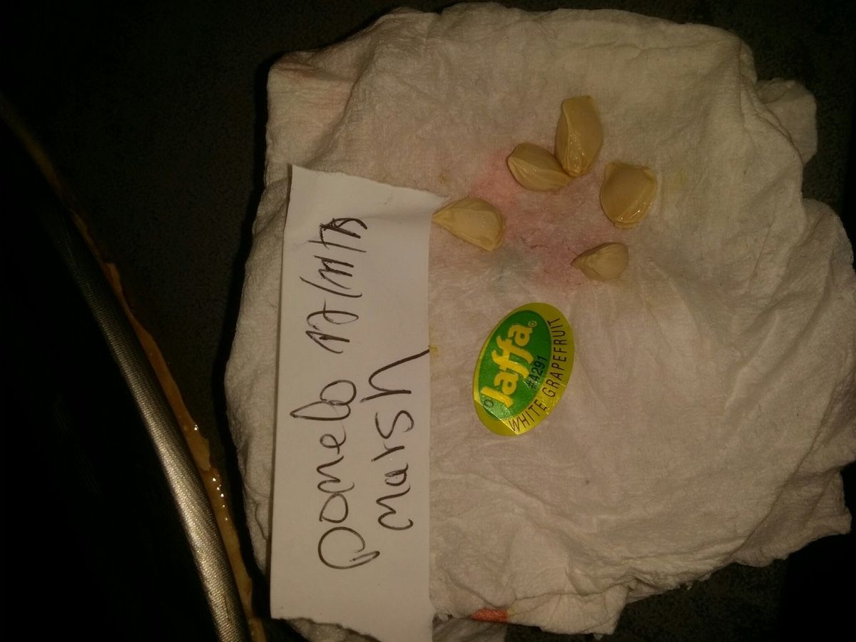 pomelo marsh (jaffa 4291) Citrus x paradisi