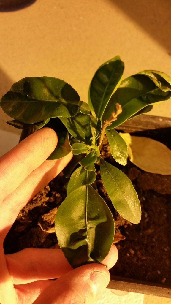 pomelo marsh (jaffa 4291) Citrus x paradisi