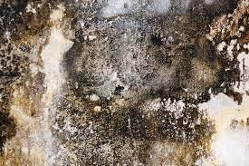 enlever la moisissure sur un mur
