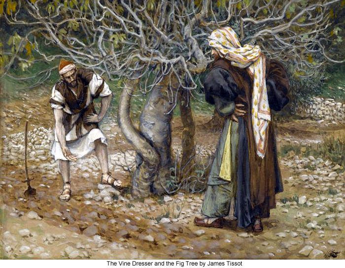 Jesus Gleichnis von Feigenbaum der keine Frucht bringt gebetede.over