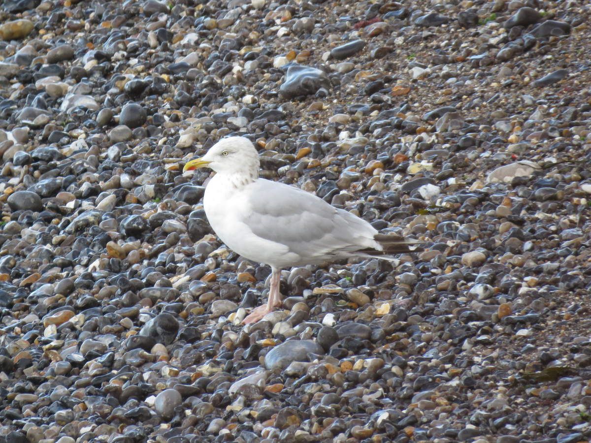 Oiseaux 3e Phaéton Bec En Ciseaux Goéland Guifette
