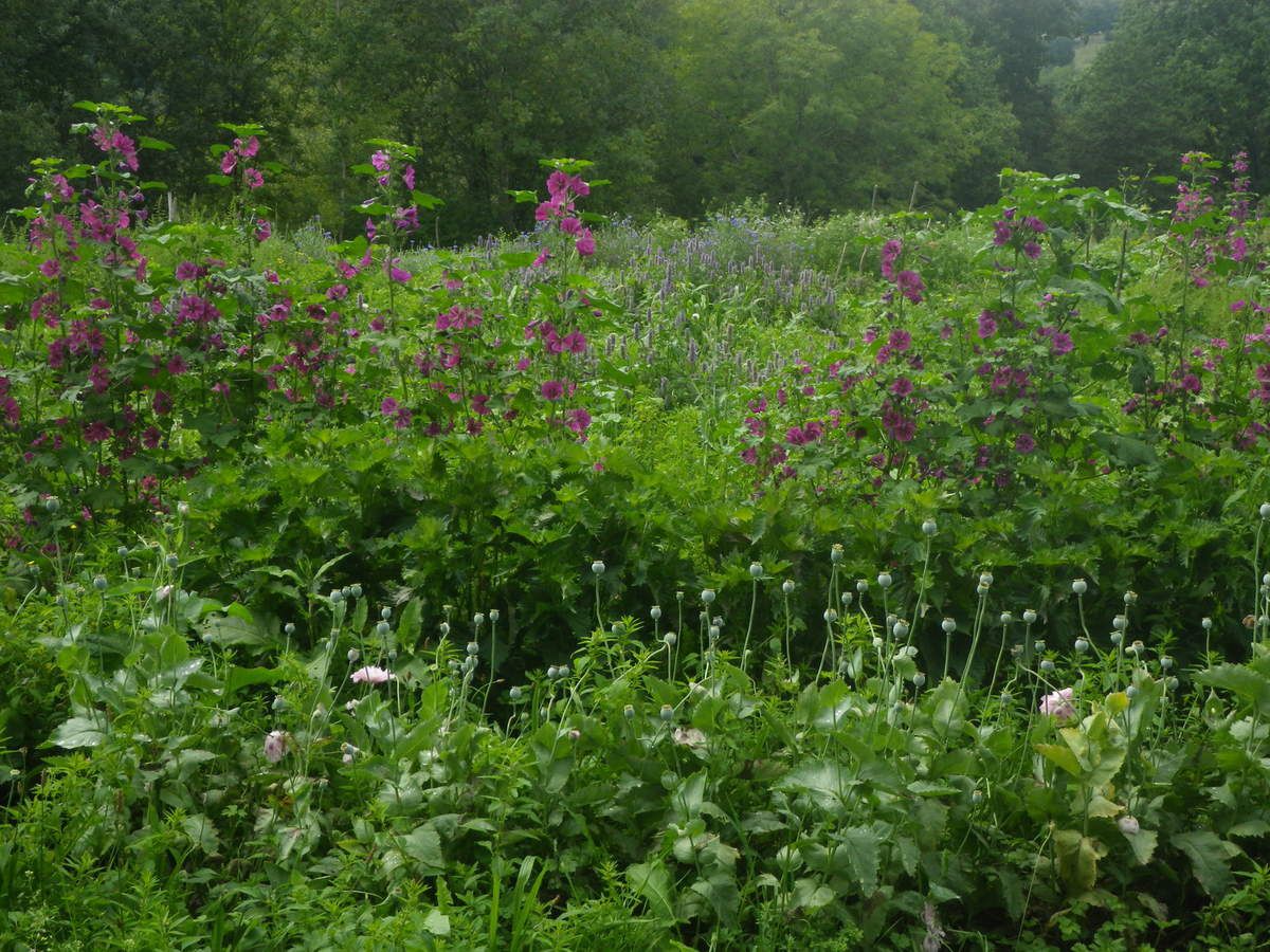 Au Potager enHerbé - Charlène Dudit