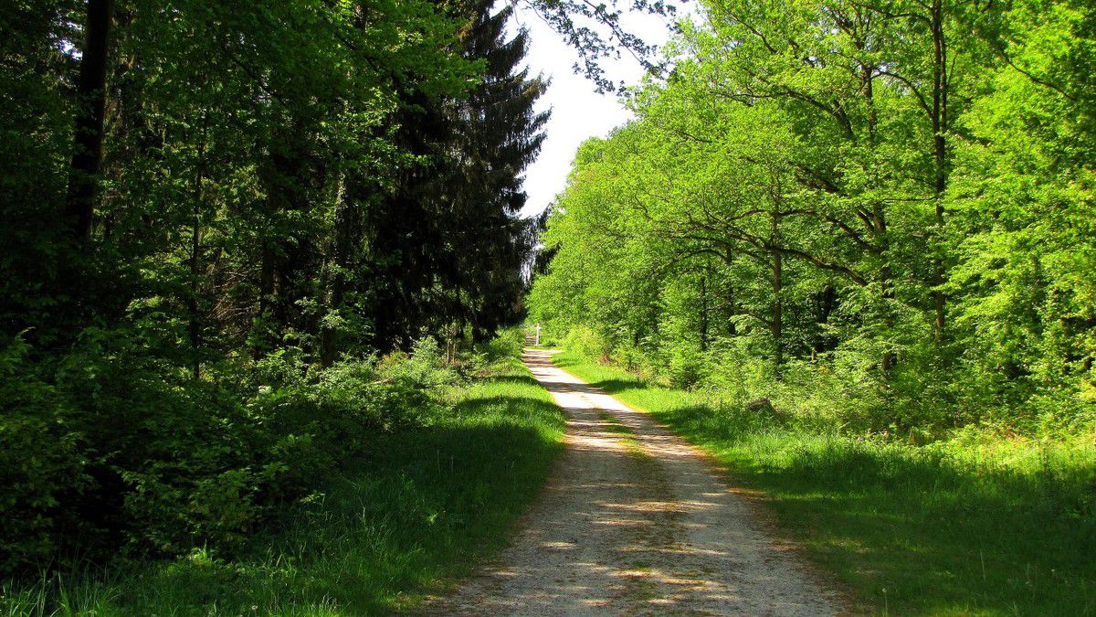 Routes Forestières en forêt de Compiègne