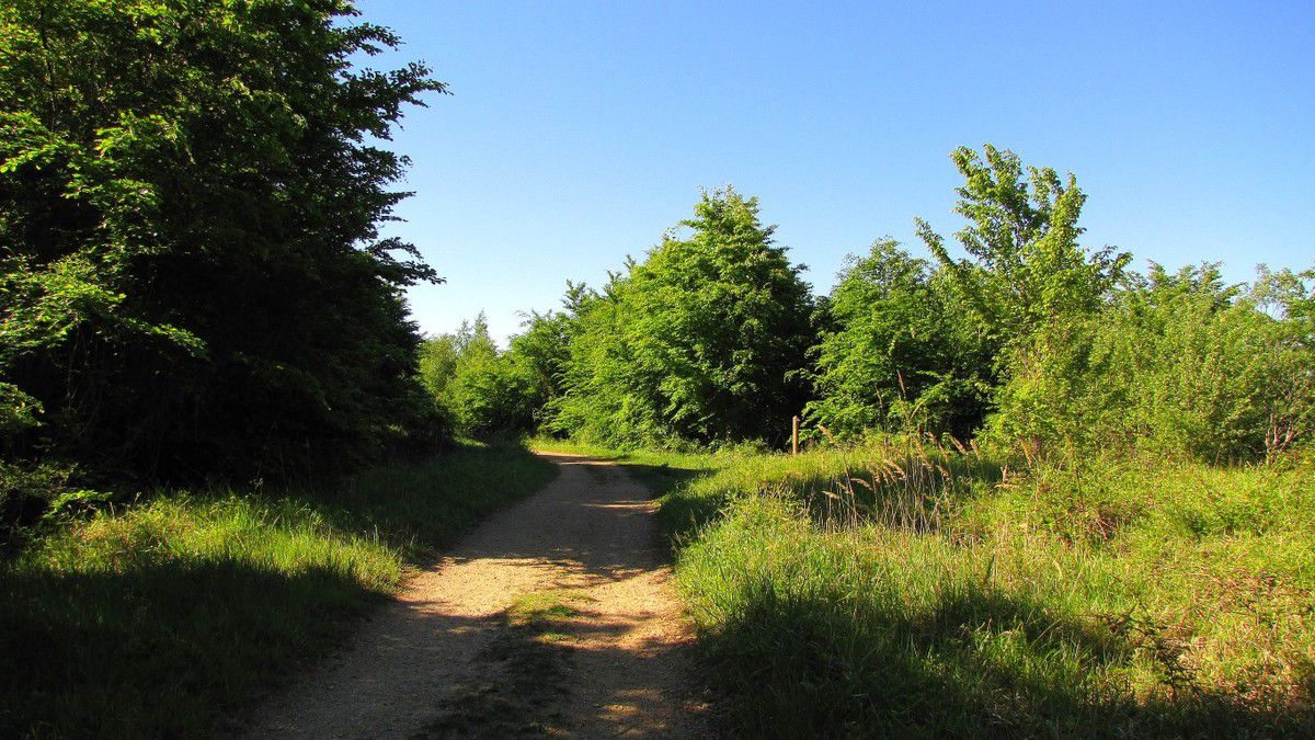 Routes Forestières en forêt de Compiègne