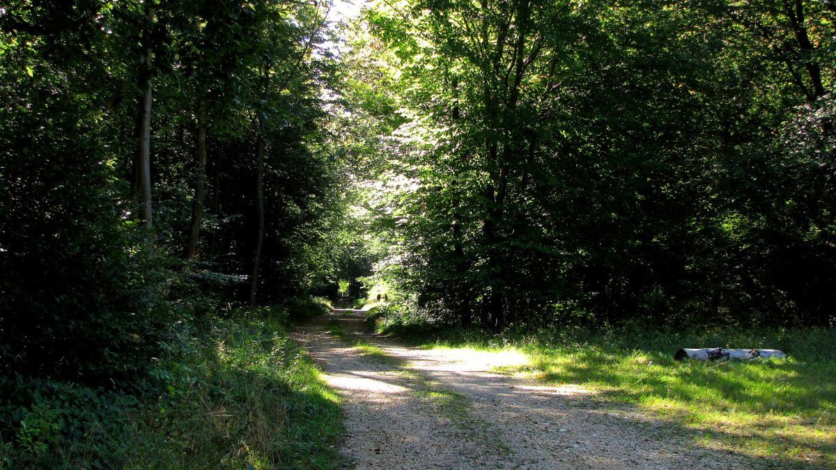 Randonnée en forêt de Compiègne_le Beaudon_bois de Damart_la Héronnière_bois du Bourgot