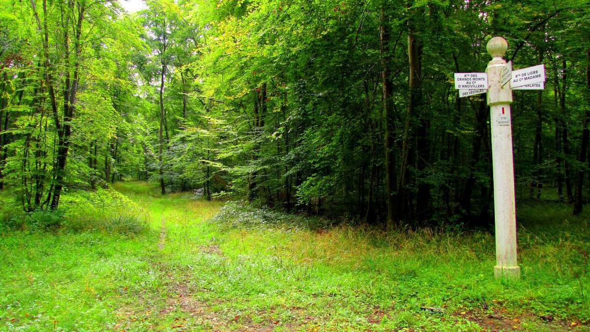 Randonnée en forêt de Compiègne_les Grands Monts_la route tournante sur la tête St-Jean