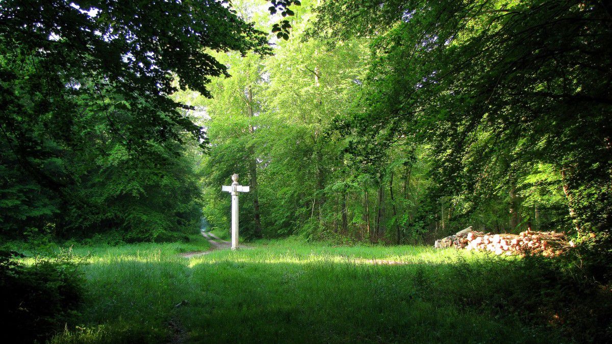randonnée en forêt de Compiègne_Boquet_Gras_Béthizy_prés_du_Rosoir