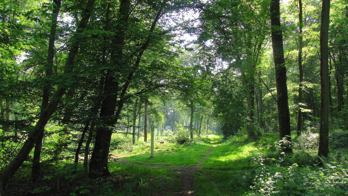 randonnée en forêt de Compiègne_Basse Queue_La Croix St Sauveur_les Molineaux