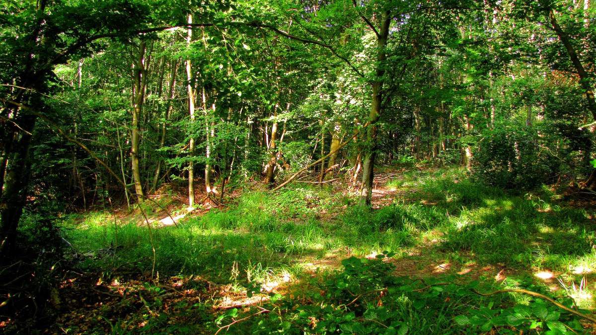Randonnée en forêt de Compiègne_les Tournantes sur la Héronnerie et sur la Tête Saint-Jean