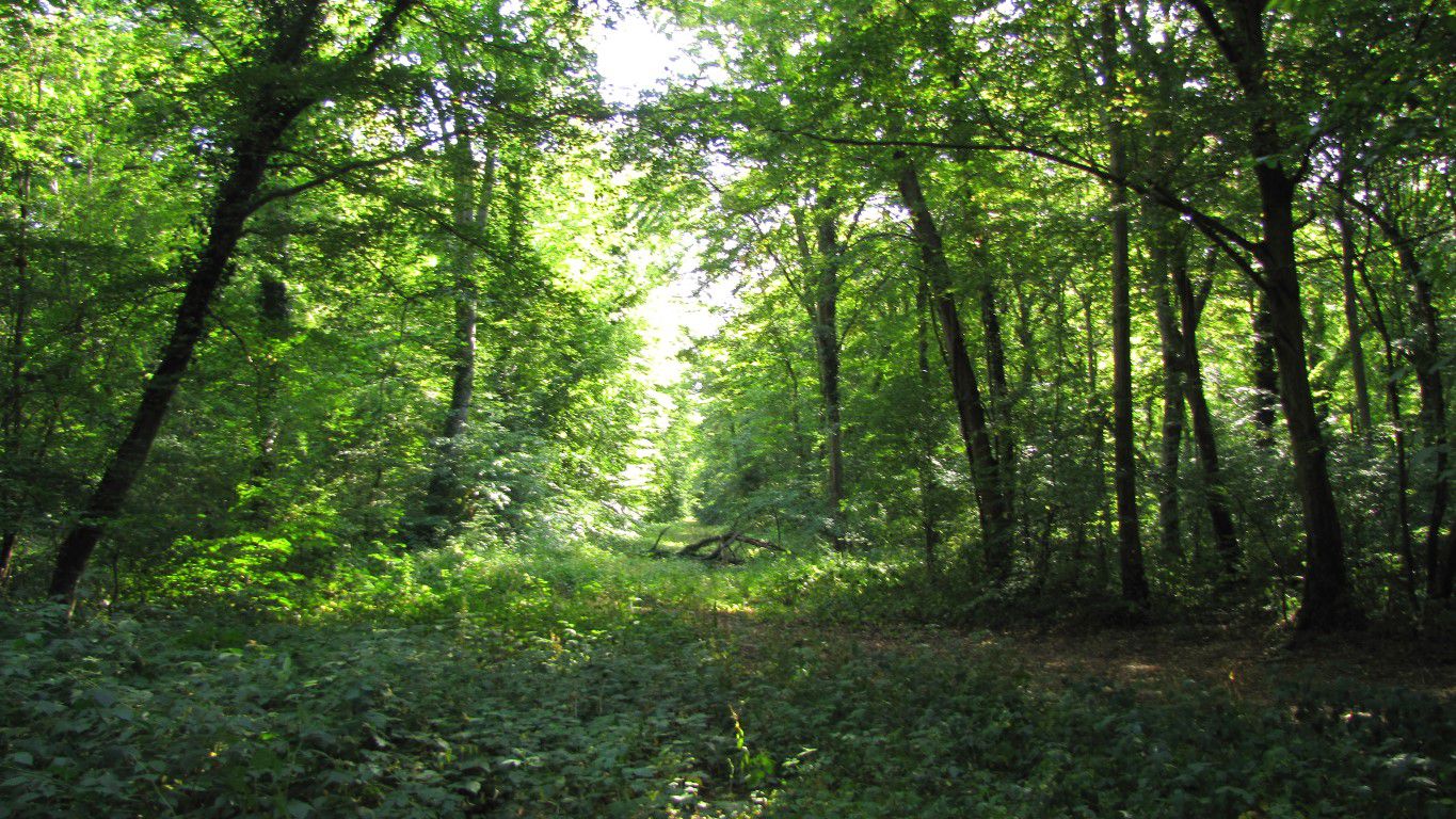 Randonnée en forêt de Compiègne_la Croix Saint-Sauveur_le Ru du Goderu