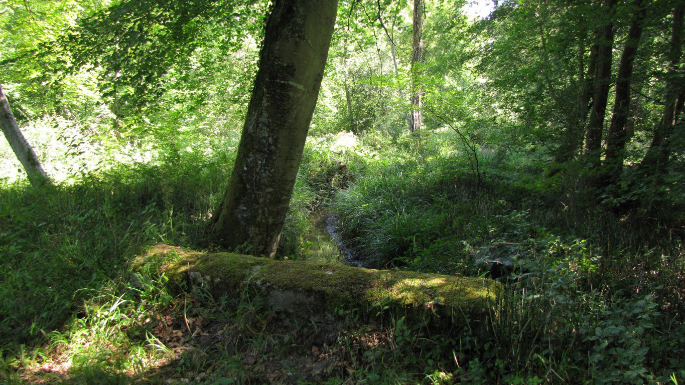 Randonnée en forêt de Compiègne_la Croix Saint-Sauveur_le Ru du Goderu