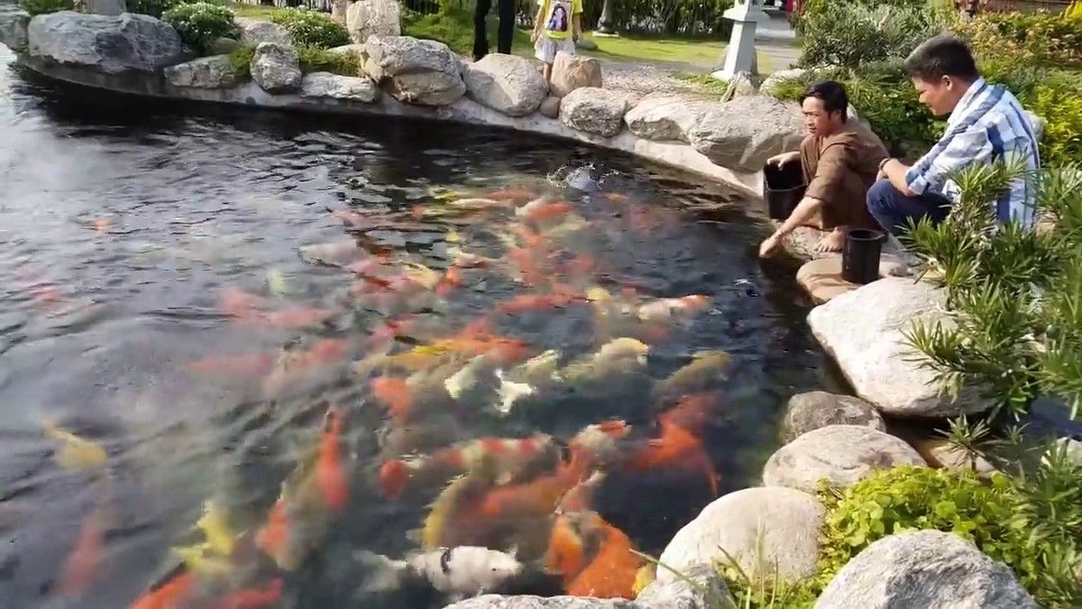 Hồ cá Koi nhà thờ Tổ nghề của Hoài Linh