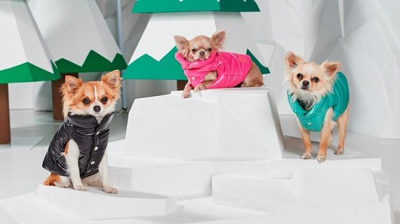 Things to Consider When Shopping for Dog Clothes