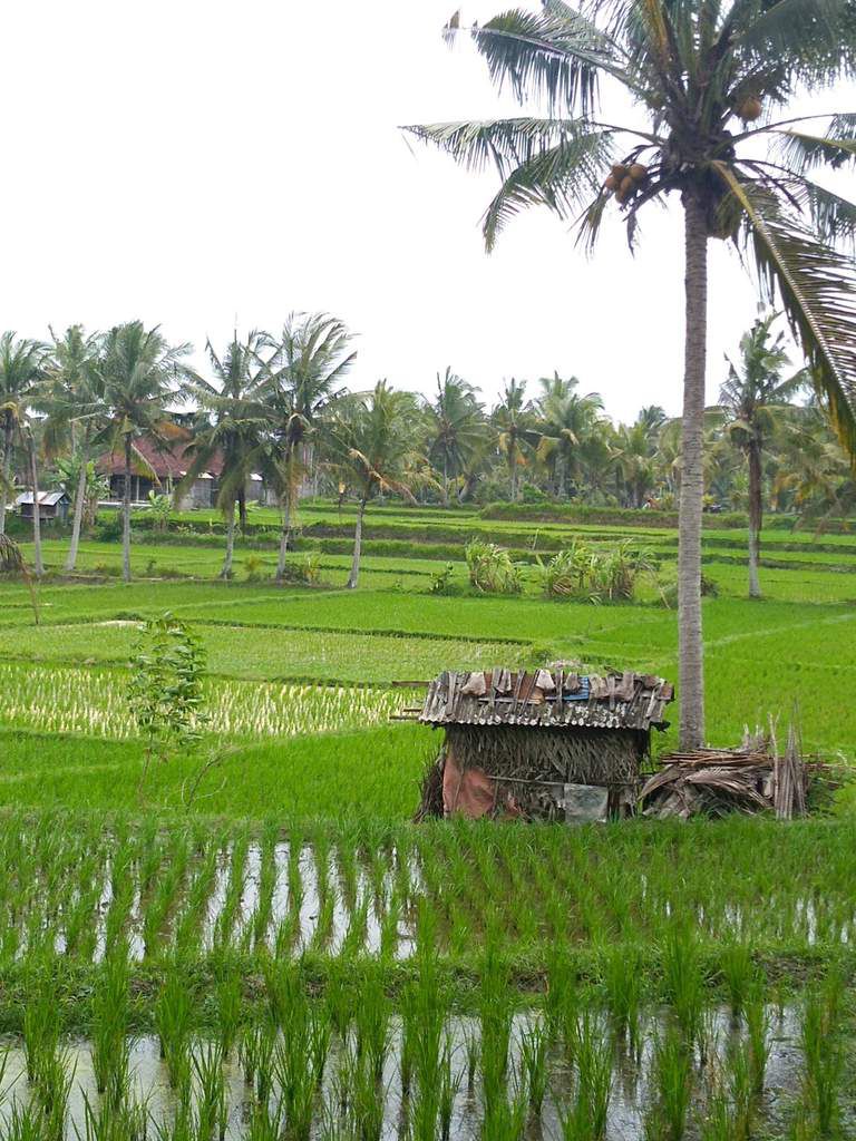 Ubud-rizière
