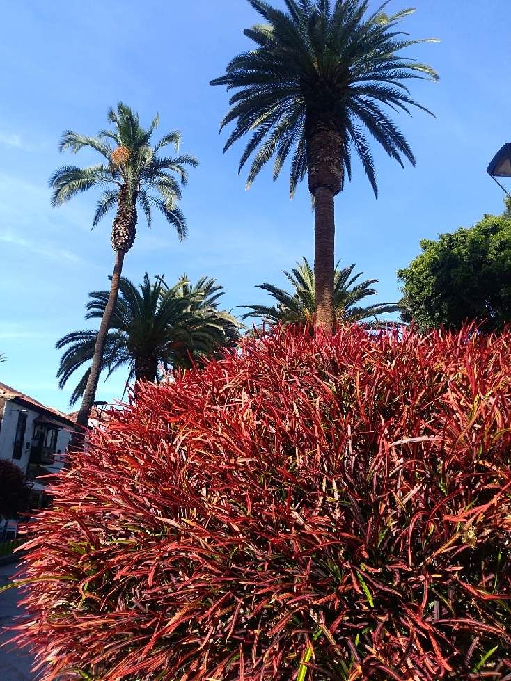 Derniers jours à Puerto de la Cruz (Ténérife)