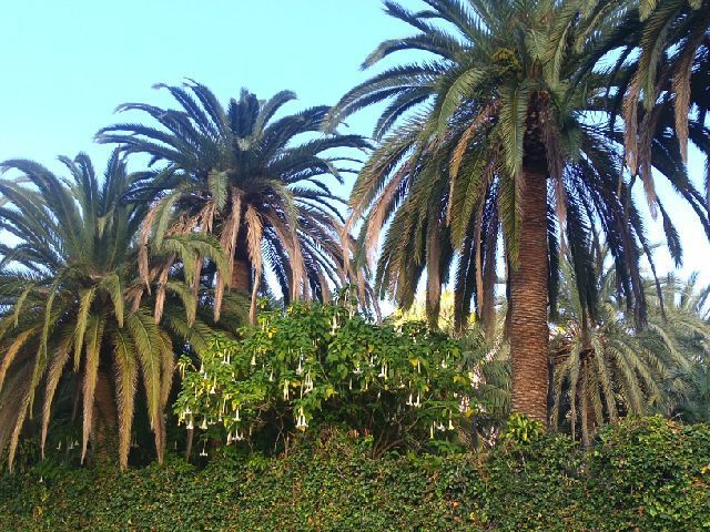 Derniers jours à Puerto de la Cruz (Ténérife)