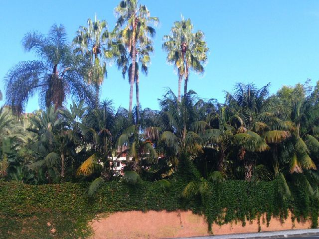 Derniers jours à Puerto de la Cruz (Ténérife)