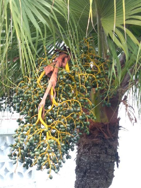 Derniers jours à Puerto de la Cruz (Ténérife)