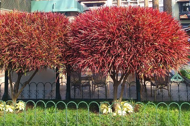 Derniers jours à Puerto de la Cruz (Ténérife)