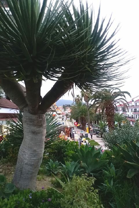 Derniers jours à Puerto de la Cruz (Ténérife)