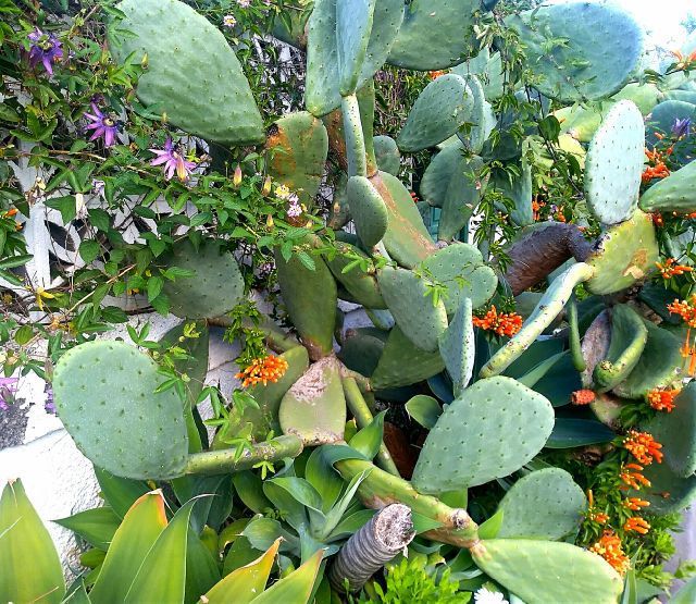 Derniers jours à Puerto de la Cruz (Ténérife)