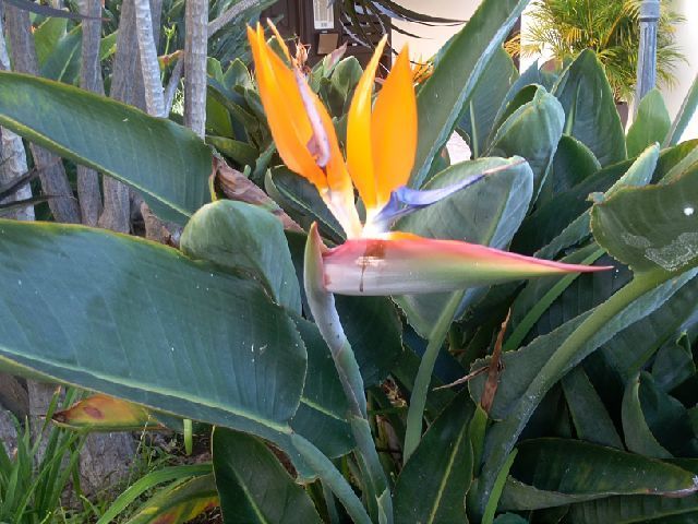 Derniers jours à Puerto de la Cruz (Ténérife)