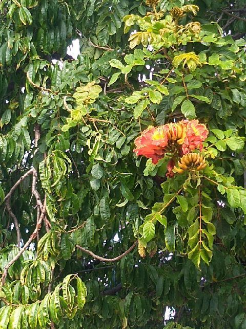 Derniers jours à Puerto de la Cruz (Ténérife)