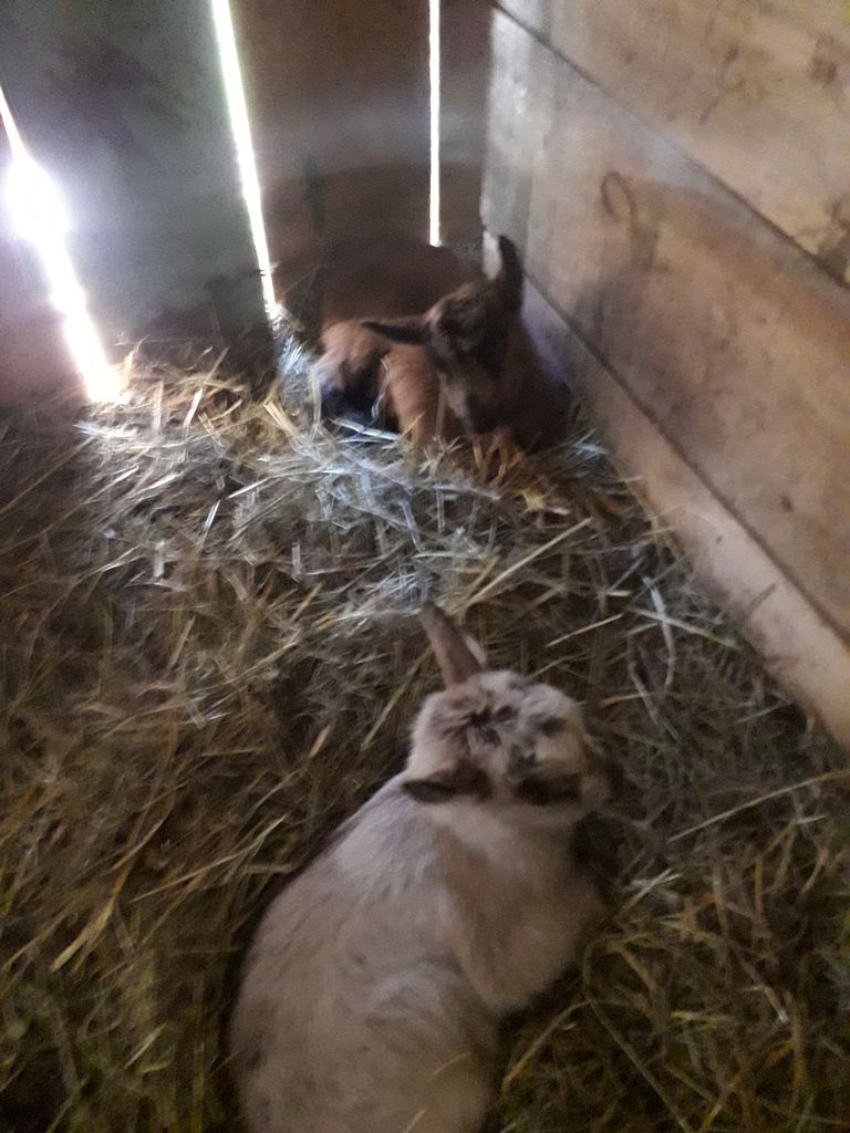 nos deux nouveaux chevreaux