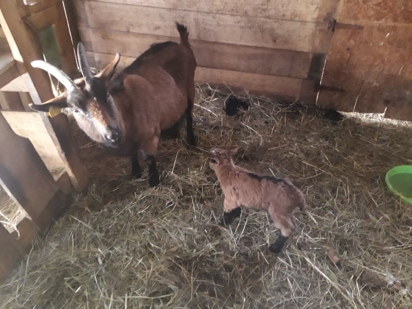 jeune bouc de deux jour avec sa mère une chèvre alpine chamoisé