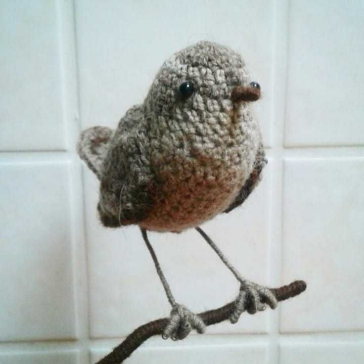 oiseau au crochet troglodyte