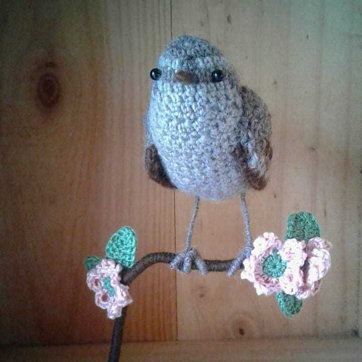 oiseau au crochet troglodyte