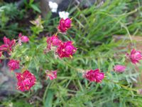 Abkühlung gesucht...