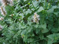 Abkühlung gesucht...