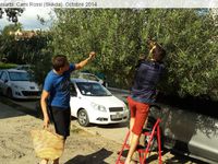 Quai...La Cueillette des olives à Cami Rossi (Skikda)